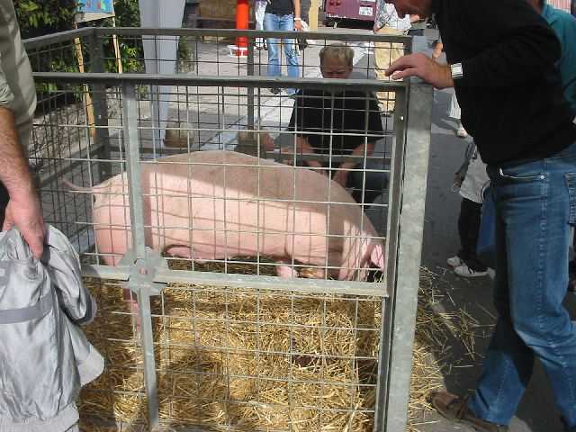 Die
                17. Mundelsheimer Sichelhenket, 26.8 und 27.8.2006